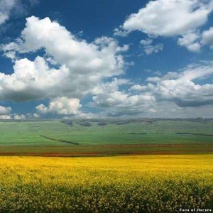 Покупаем пшеницу,  ячмень,  семечку по всей Украине