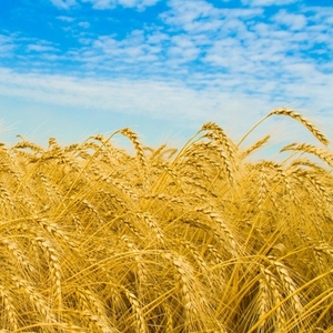 Куплю фуражное зерно.  Ячмень,  пшеница,  ра