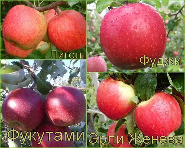 Яблоня многосортовая (саженцы)