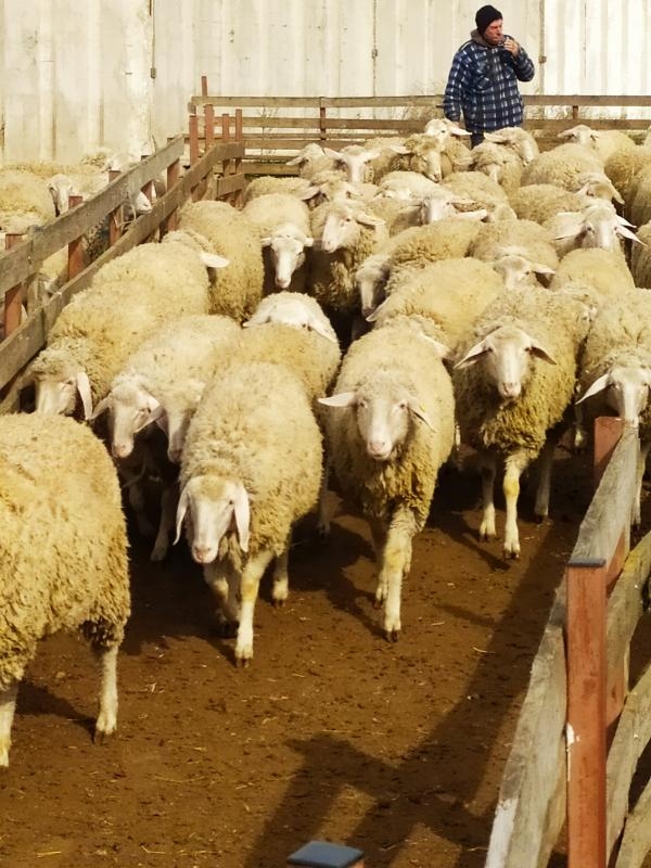 Продаются племенные овцы,  Лиманское 2