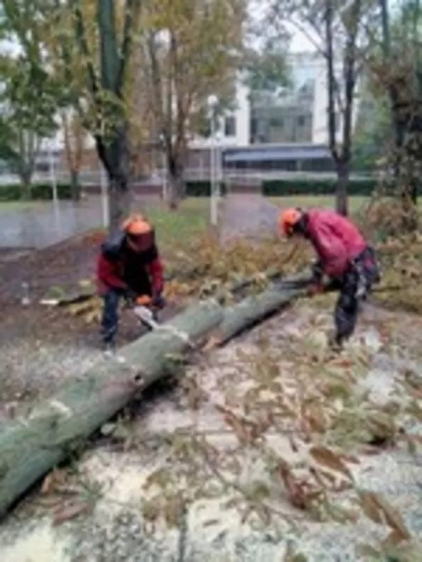 Корчевание пней, обрезка деревьев, сада, спил дерев, уборка участка Одеса