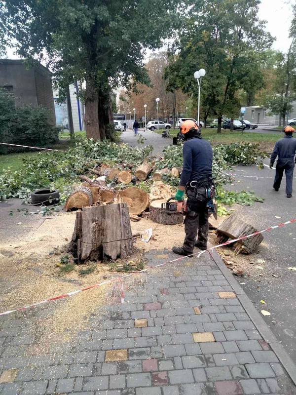 Корчевание пней, обрезка деревьев, сада, спил дерев, уборка участка Одеса 2