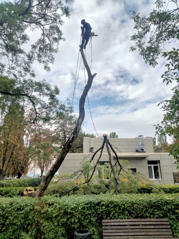 Предлагаю расчистка участков ,  спил дерева,  вывоз мусора 4