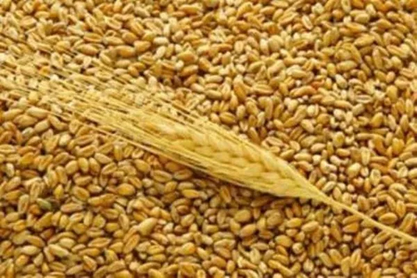 Пшеница 3 кл на экспорт 25000 т. Поставка CIF,  FOB Одесса. Порт отгрузки Одесса